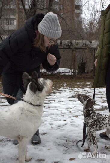 Зоопсихолог-кинолог