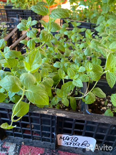 Чернозем,Навоз Крс,Земля,Перегной 1-3г,от тонны