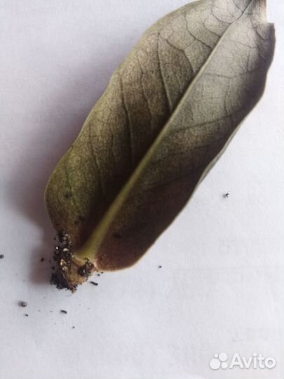 Замиокулькас Равен укорененные листья