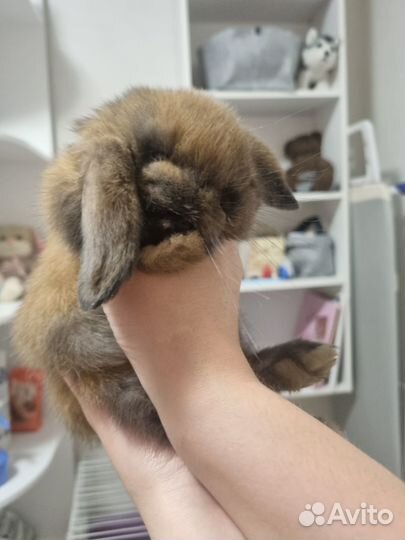 Кролик минилоп девочка