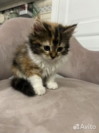 Котенок в добрые руки