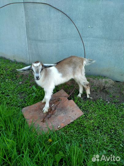 Продам козу и козочку