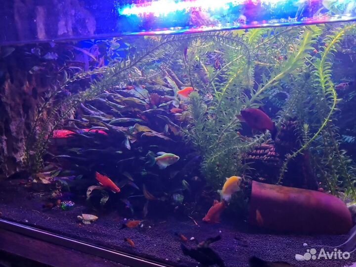 Аквариум