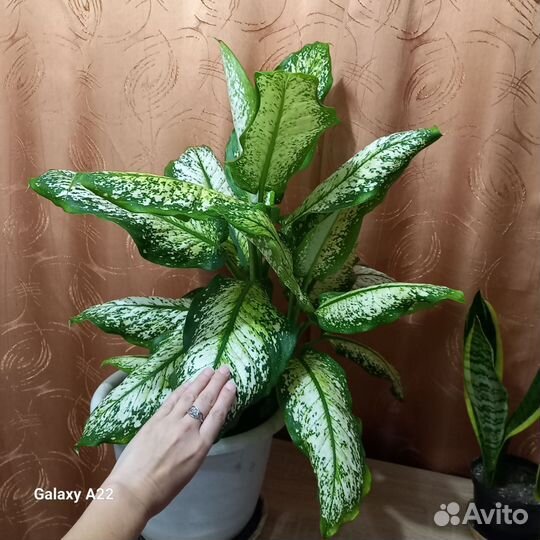 Цветы домашние