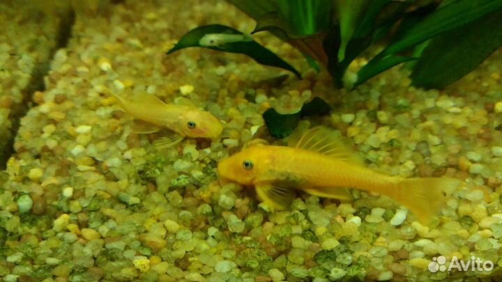 Анциструс L144, L 397, L181