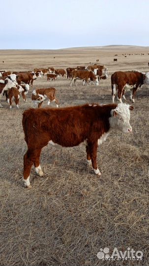 Бычки и телки