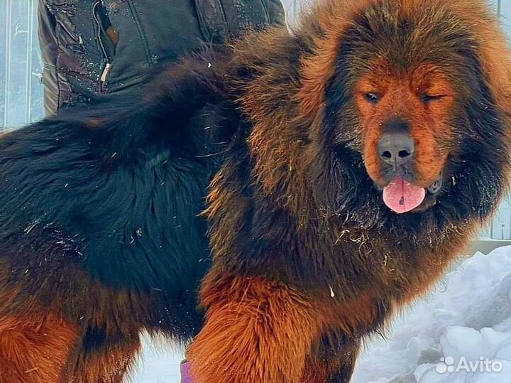 Тибетский мастиф вязка