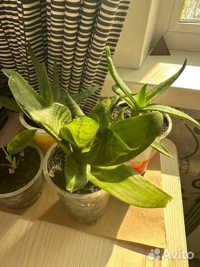 Алоэ сансевиерия отростки рассада саженцы