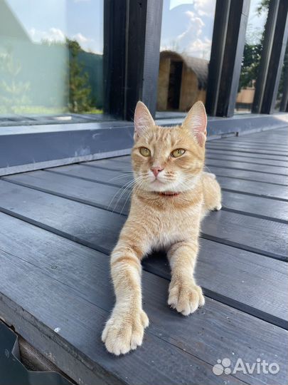 Отдадим котят