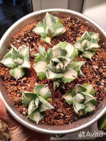 Agave potatorum cv. Ouhi-Raijin variegata