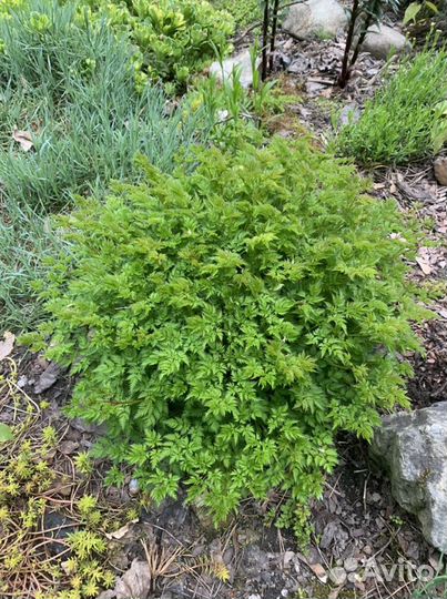 Многолетние растения, цветы, кустарники для сада