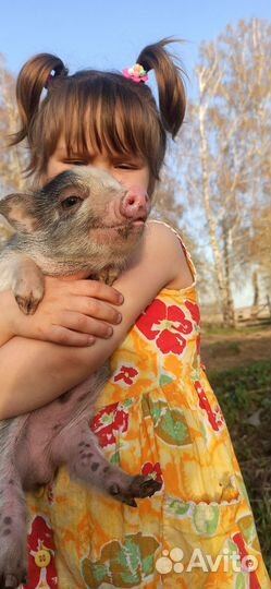 Вьетнамские вислобрюхие поросята