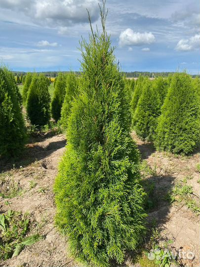 Туя Смарагд 140 см из питомника