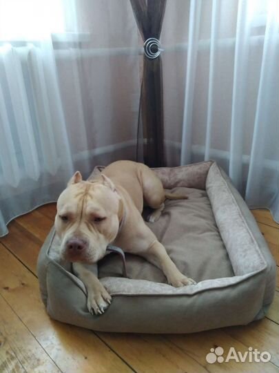 Лежанки для крупных собак