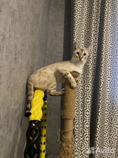 Бенгальская кошечка ищет жениха