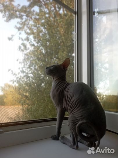 Донской сфинкс вязка