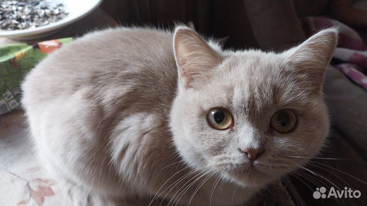 Британские котята