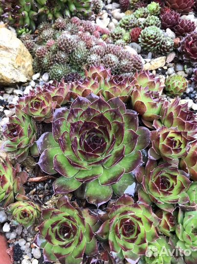 Молодило (каменная роза)