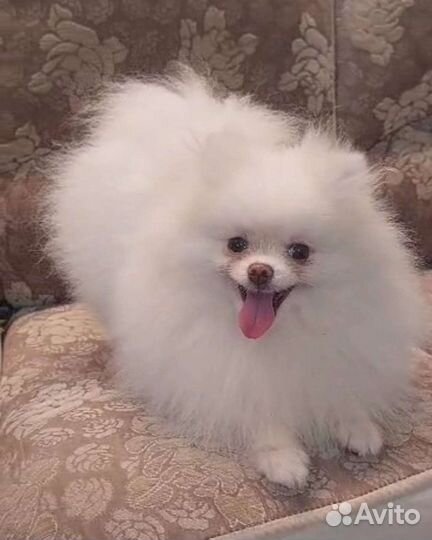 Белая девочка