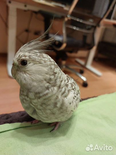 Попугай корелла