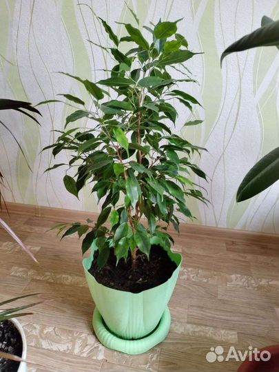 Комнатные растения