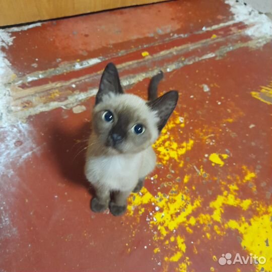 Котята отдам бесплатно