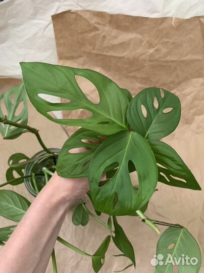 Отростки мини-монстеры лиановидной