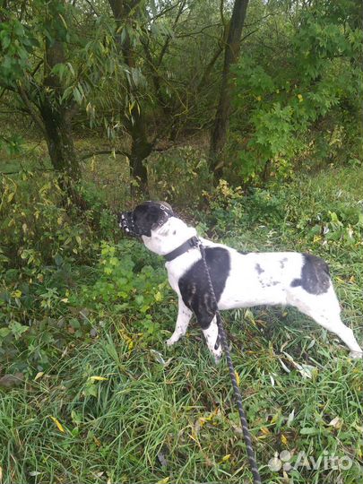 Вязка Алабай