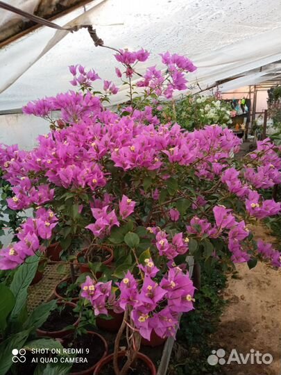 Бугенвиллея