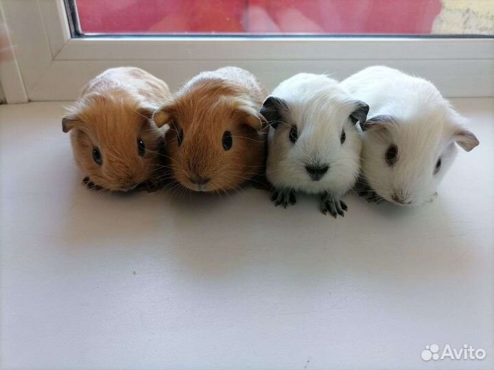 Морские свинки