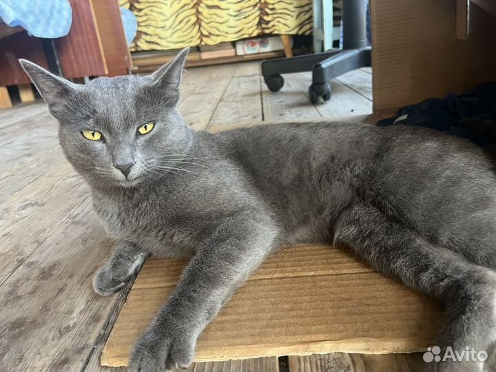 Русский голубой кот