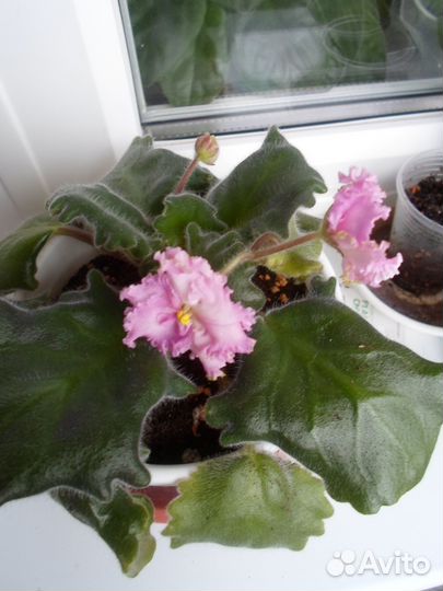 Цветущие фиалки