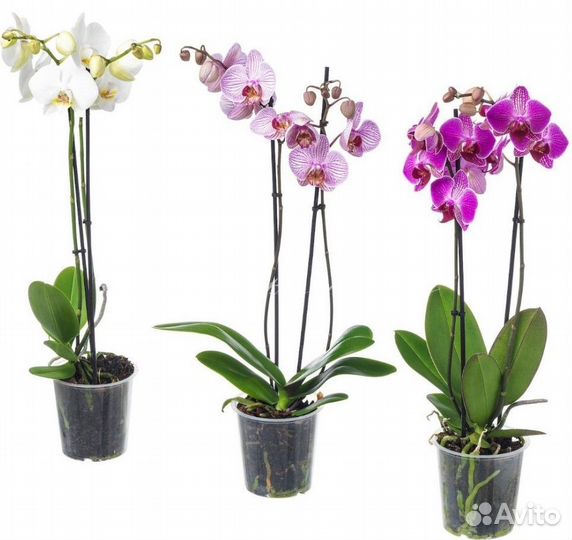 Грунт для орхидеи, 3 литра