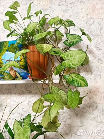 Цветок в горшке Сингониум