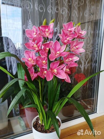 Цимбидиум (орхидея)