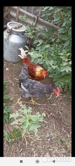 Молодые петухи домашние