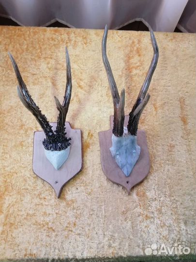 Охотничий сувенир. Рога косули