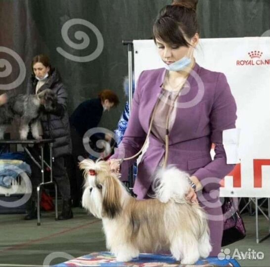 Клубная micro девочка с документами РКФ