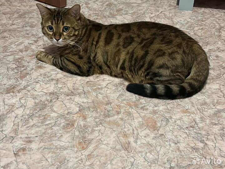 Бенгальский кот бесплатно