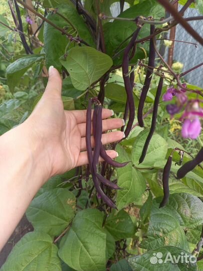 Домашние помидоры стручковая фасоль огурцы малина