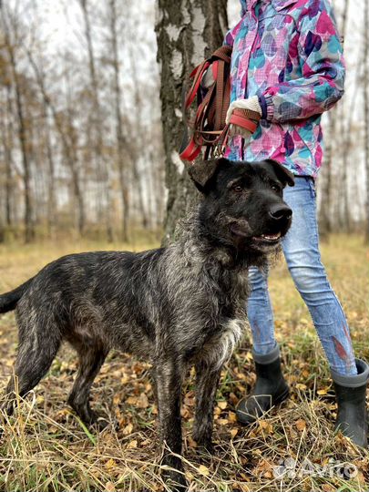 Подарите собаке шанс