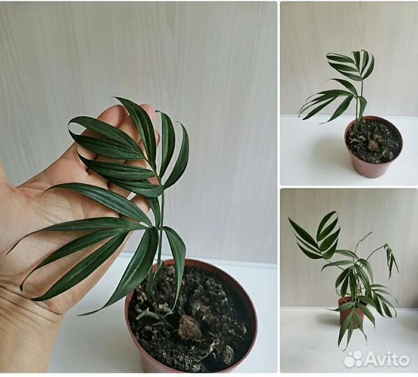 Монстера Филодендрон