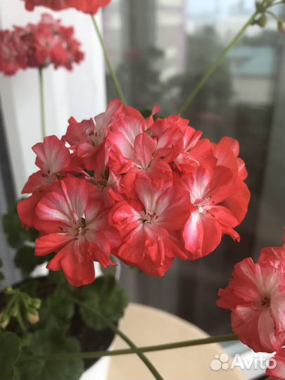 Пеларгонии сортовые