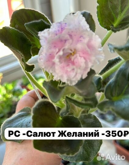 Фиалки -20, 50 сортов -варианты,слив цветущих