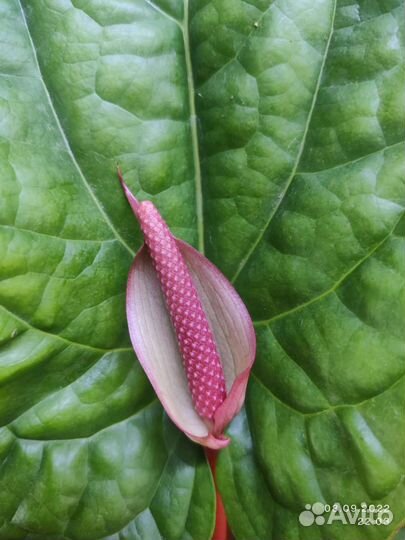 Антуриум Сирих