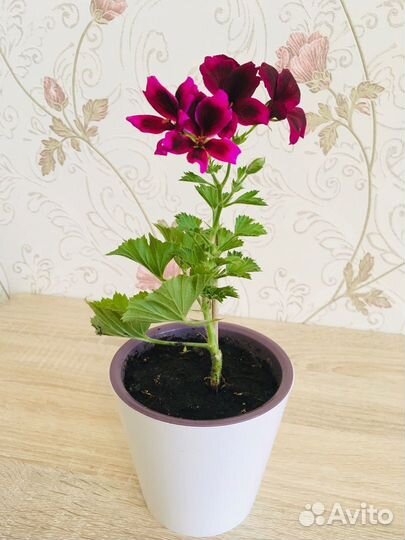 Герань королевская 35 см