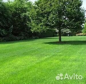 Газон рулонный