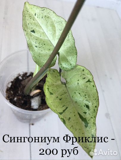 Сингониумы, эпипремнумы, сциндапсусы