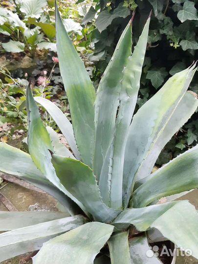 Агава голубая