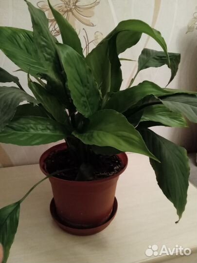 Спатифиллум